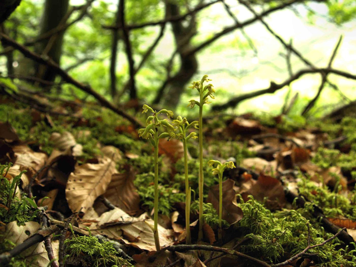 Orchid, Coral root plant